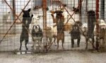 Cani da caccia nella cascina lager due morti e trenta in condizioni pietose