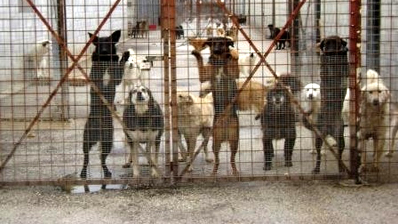 Cani da caccia nella cascina lager due morti e trenta in condizioni pietose