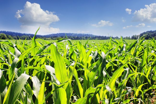 Annata agraria 2017 la Lombardia vede la luce