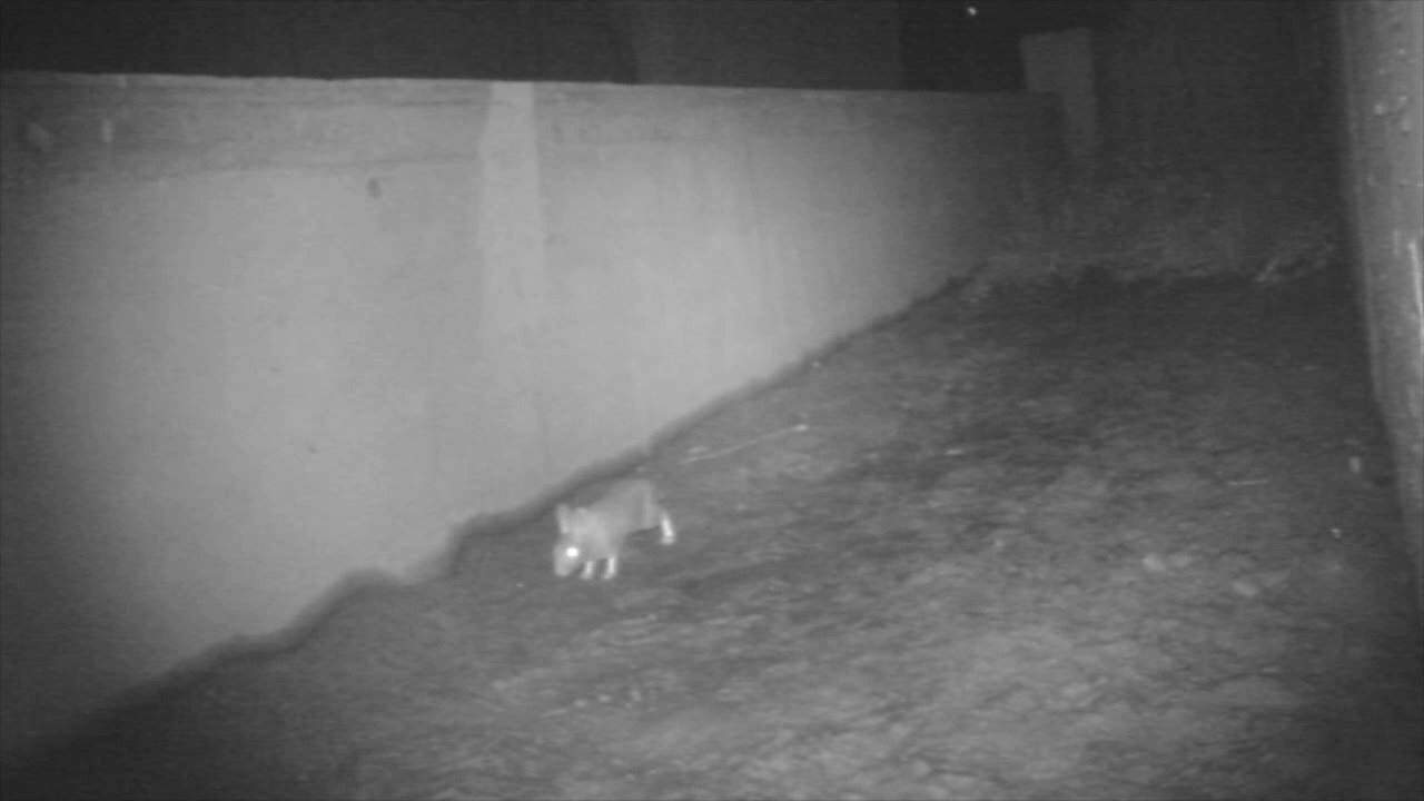 Volpi tassi e faine in Tangenziale FOTO – VIDEO