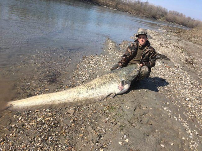 Pesce siluro da record pescato nell’Adda