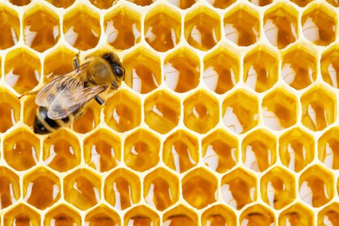 Allerta maltempo sconvolge le api – 50% di miele