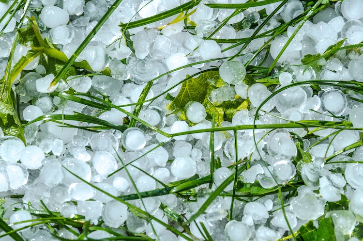 Clima pazzo e l’agricoltura lodigiana ne paga il prezzo