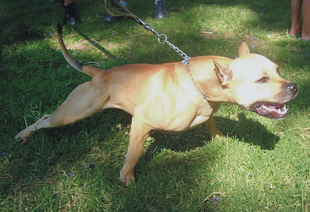 Pit Bull aggrediscono padroni per errore: li avevano scambiati per ladri