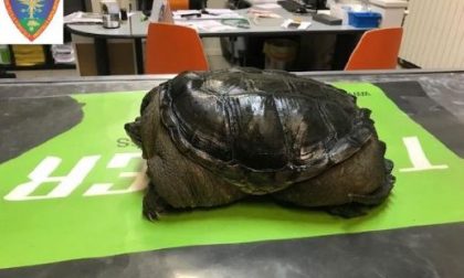 Tartaruga azzannatrice importata illegalmente e poi abbandonata nel Lodigiano FOTO