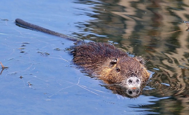 Nutrie, è invasione? Nel Lodigiano se ne contano più di 104mila