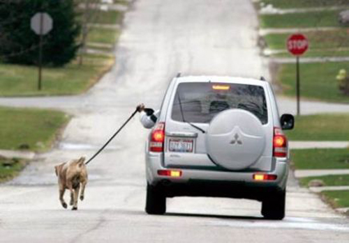 A spasso con il cane… ma in auto