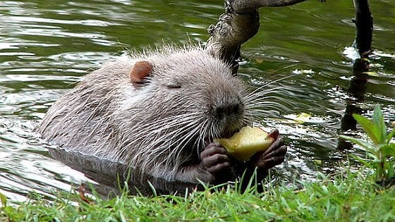 Tavolo nutrie: studio misure di contenimento a Palazzo Lombardia