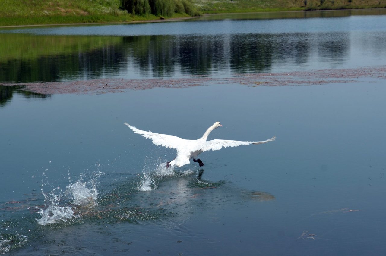 Il cigno con le ali tarpate torna a volare FOTO