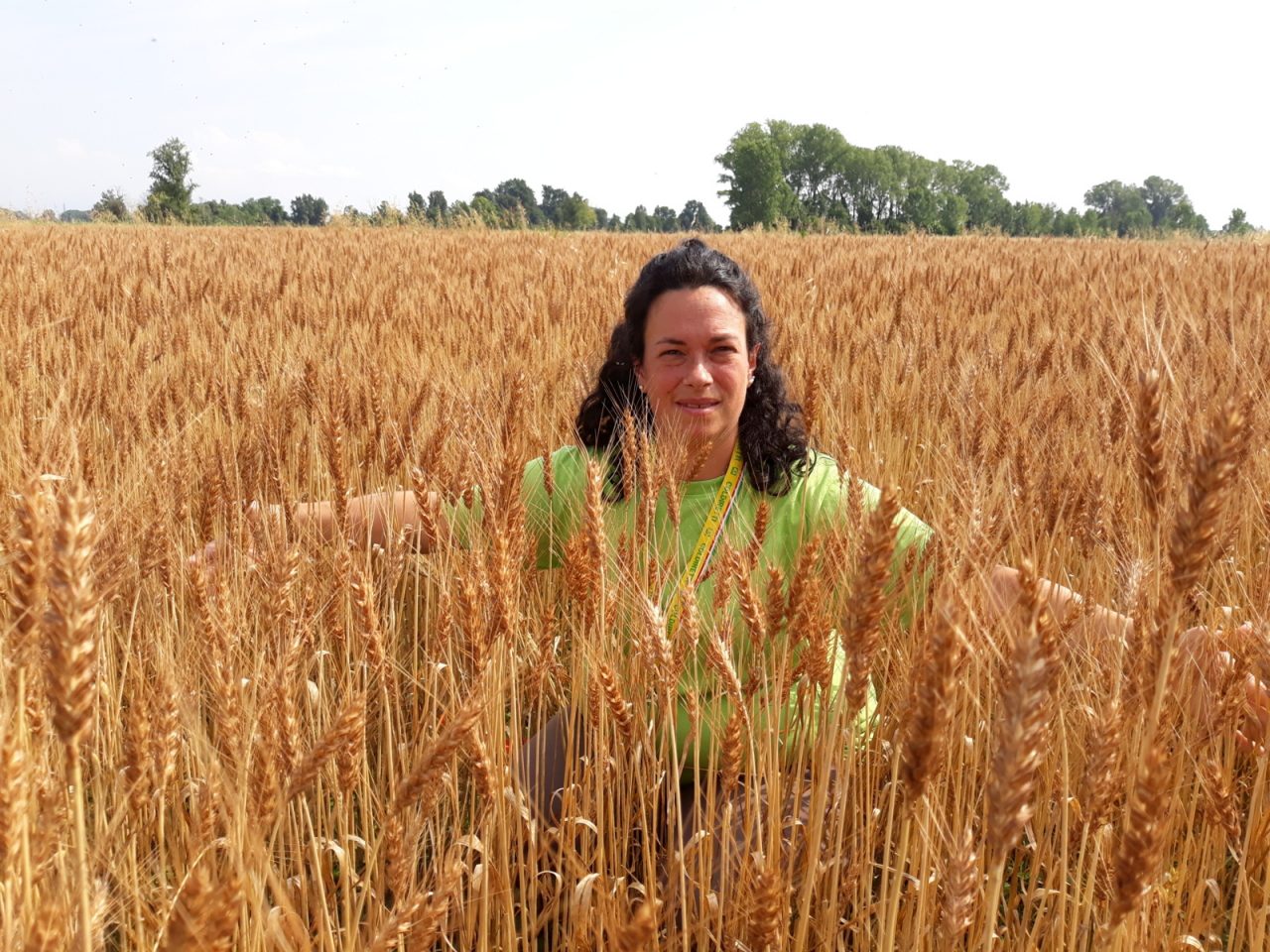 Grano antico De.Co., pronto il primo raccolto a Truccazzano