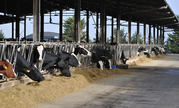 Azienda zootecnica nei guai: lavoro nero e impianto non a norma