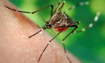 Dengue, in provincia di Lodi primo caso lombardo: un 70enne in ospedale