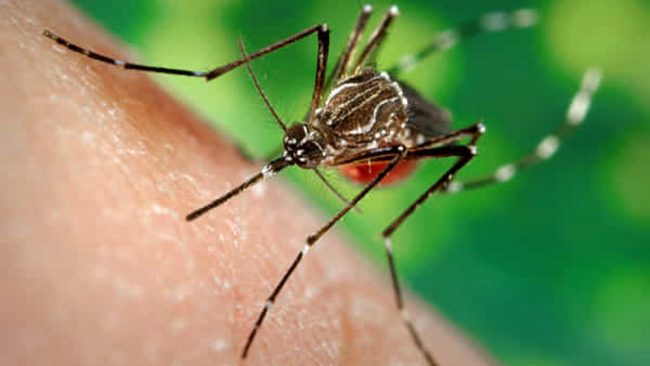 Virus Dengue, due nuovi casi: oltre 300 i cittadini che si sono sottoposti allo screening