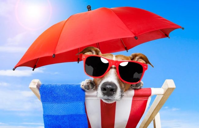 Estate, ecco come viaggiare con i vostri cani