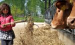 "Mattinata del Latte" a Borghetto Lodigiano