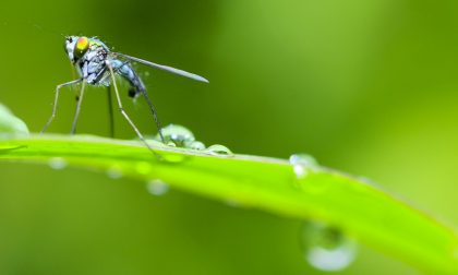 Rimedi anti zanzare: 10 modi infallibili per tenerle lontano