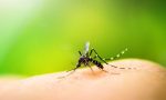 Salgono a quattro i casi di Virus Dengue nel Lodigiano: avviato lo screening volontario