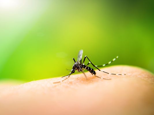 Virus West Nile, isolato un caso anche in provincia di Lodi