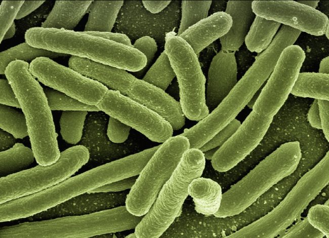 Il “batterio killer” Serratia marcescens e il miracolo della polenta sanguinante
