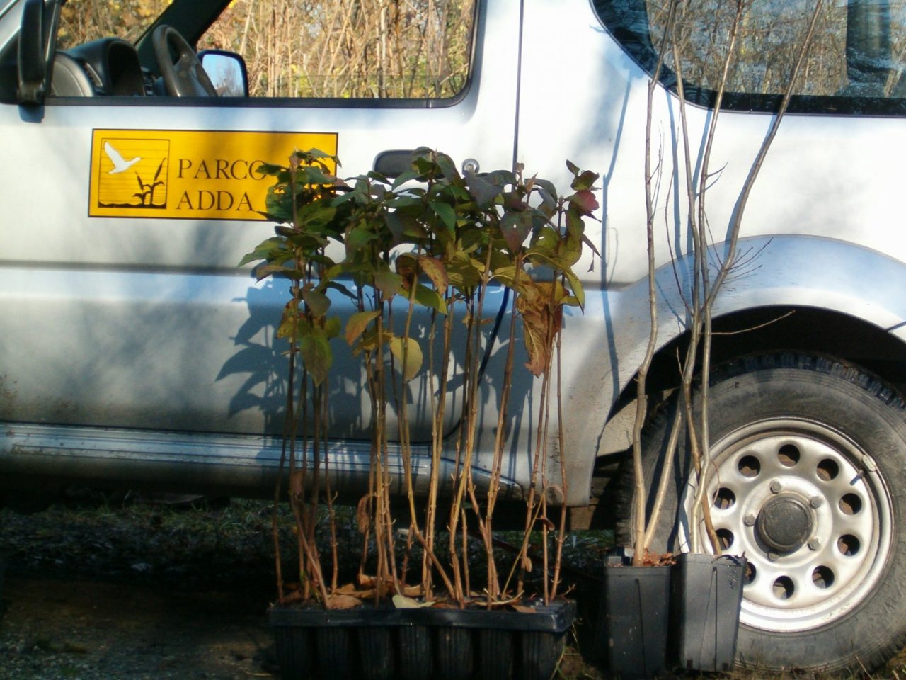 Festa dell’albero: piante e arbusti gratis