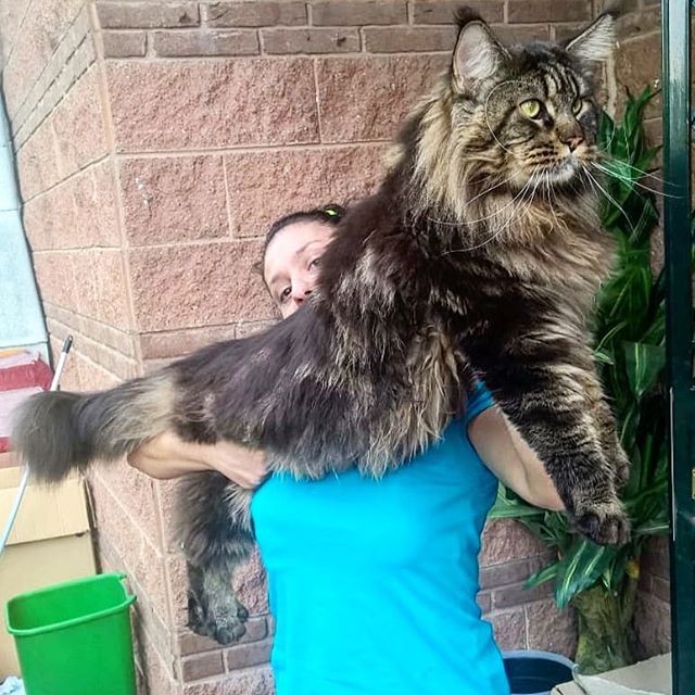 Il gatto più lungo del mondo vive nella Bassa FOTO