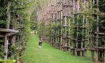 Cattedrale Vegetale, cede una colonna