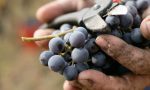 Vendemmia 2018: boom grappoli anche nell'Oltrepò e Mantovano