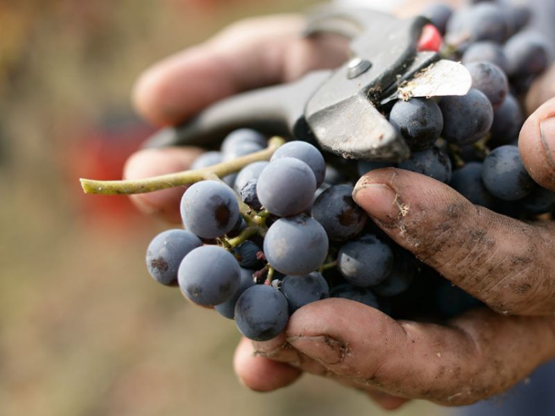 Vendemmia 2018: boom grappoli anche nell’Oltrepò e Mantovano