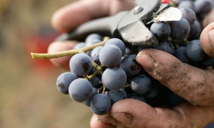 Vendemmia Lombardia: boom di grappoli da Franciacorta a Oltrepò