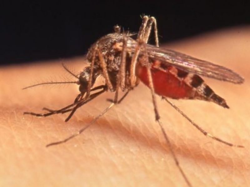 Virus West Nile: Baffi “Aumentano i contagi nella Valle del Po, la regione intervenga”