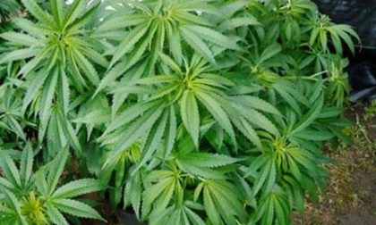 Coltivazione abusiva di marijuana in area boschiva