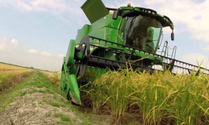 Raccolta riso al via con il 10% in meno di superfici coltivate