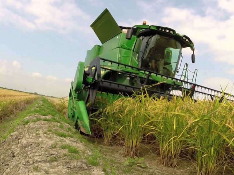 Coltivazione riso: “Servono misure contro l’import, sicurezza e imprese a rischio”