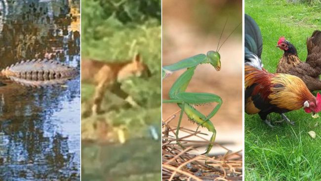 Il coccodrillo varesino, il puma comasco e… altri animali mitologici