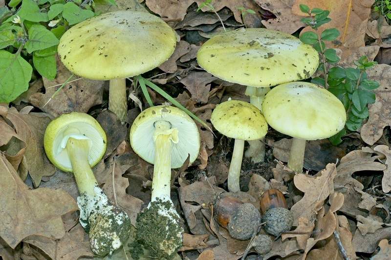 Funghi fuori stagione attenzione alla Amanita phalloides