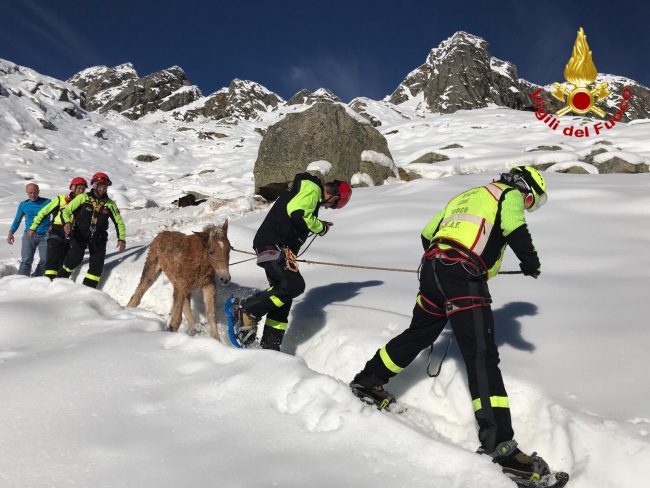 Cavalli sorpresi da una nevicata, soccorsi in elicottero VIDEO