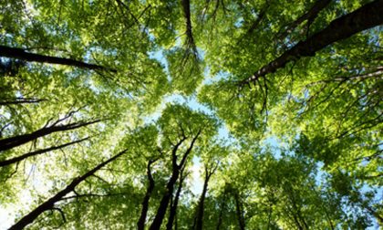 Giornata nazionale degli alberi: piantumazione a Lodi di alberi ed essenze