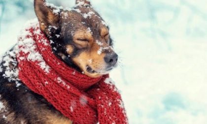 Arriva il gelo: ecco come proteggere gli animali dal freddo