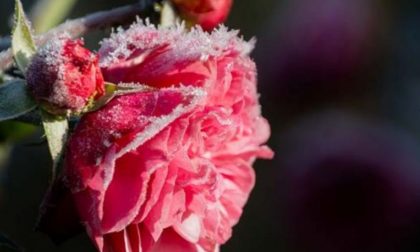 Arriva il freddo: un decalogo per salvare piante e fiori sul balcone