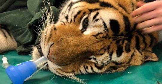 Ospedale Veterinario Lodi opera tigre di 200 kg