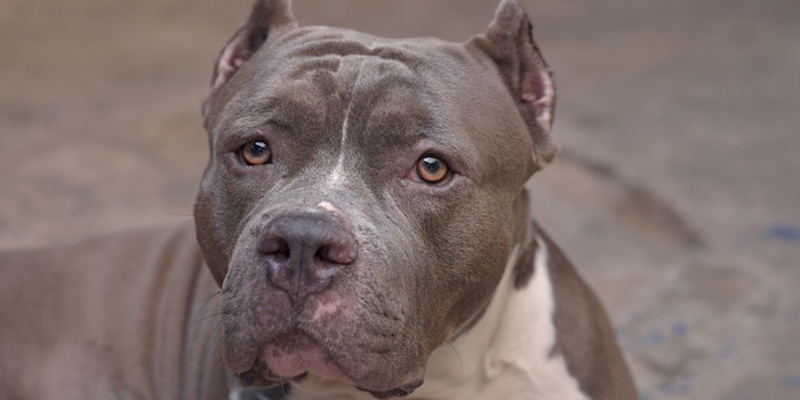 Pitbull sotto osservazione: la famiglia aggredita non li rivuole