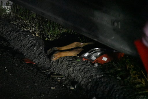 Maxi incidente sulla Teem: un uomo in fin di vita, morto un cagnolino VIDEO e FOTO