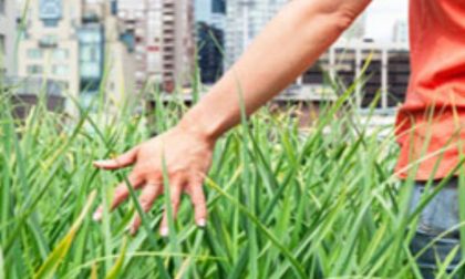 Cresce il verde urbano, a Lodi 43 metri quadrati per abitante