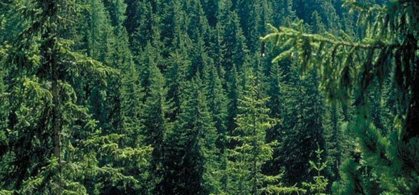 Il nuovo albero Spelacchio arriva dalla Lombardia (e paga Netflix)