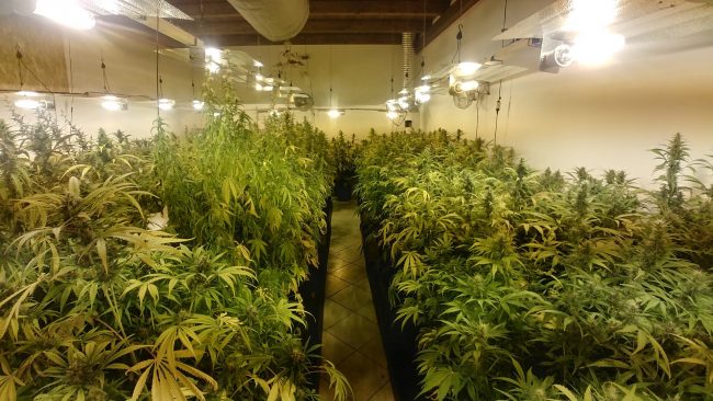 Piccola coltivazione di marijuana casalinga… solo 316 piante! VIDEO