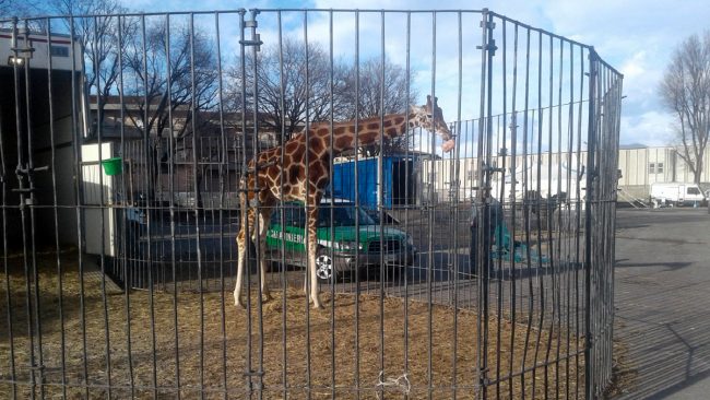 Animali del circo tenuti al gelo: intervengono i Carabinieri
