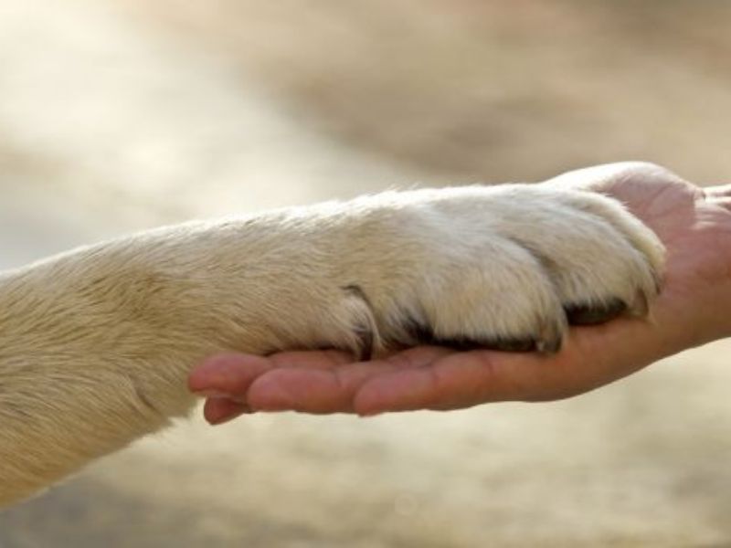 Animale e padrone nella stessa tomba. Primo sì dalla Regione