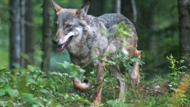 Lupo avvistato ad Ossago Lodigiano, poco lontano da una cascina