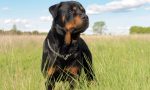 Tre Rottweiler scappano dal canile: uomo aggredito finisce in ospedale