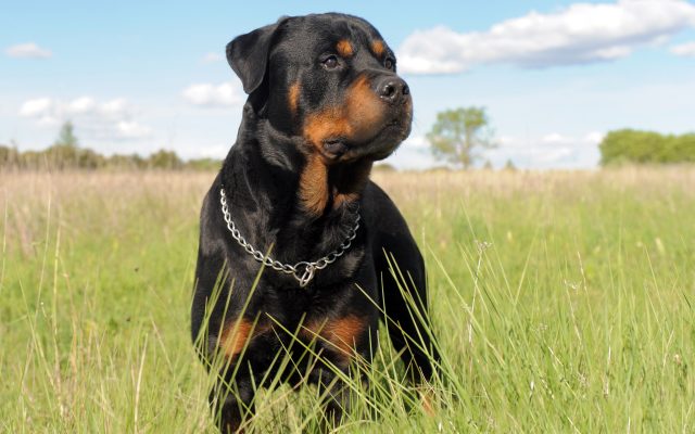 Tre Rottweiler scappano dal canile: uomo aggredito finisce in ospedale